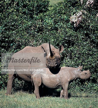 A black rhino and calf in the Salient of the Aberdare National Park.A mother normally will drive away her offspring before a new birth. The interval between births is between two and five years. .