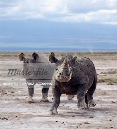 Two black rhinos on the open plains at Amboseli. Poaching of this severely endangered species led to its extermination in this region in the late 1980's.Rhinos have very poor eyesight and are prone to charge at the slightest noise or disturbance. .