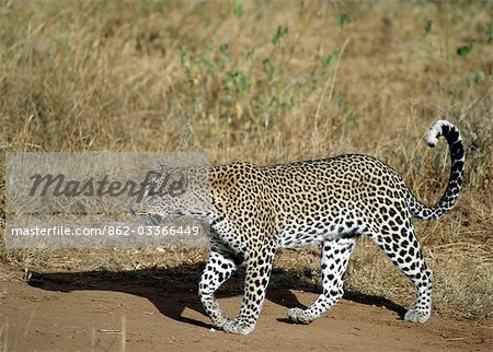 Un léopard marche de façon ponctuelle dans la lumière dorée de tôt le matin. .