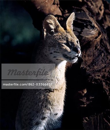 Un chat serval bénéficie de soleil fin d'après-midi dans le Parc National d'Aberdare. . Un chat serval bénéficie de soleil fin d'après-midi dans le Parc National d'Aberdare. .