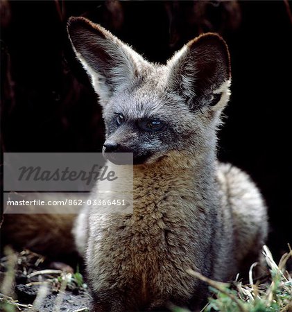 A bat-eared fox at the entrance to its burrow.These long-limbed,large eared 'foxes' feed on termites,beetles and other invertebrates. .