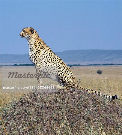 A cheetah surveys the grassy plains of Masai Mara from a termite mound. The cheetah is a fast,efficient and frequent killer of gazelles and impala. .