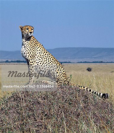 A cheetah surveys the grassy plains of Masai Mara from a termite mound. The cheetah is a fast,efficient and frequent killer of gazelles and impala. .