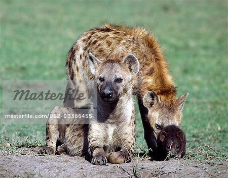 A spotted hyena family on the Masai Mara plains.Hyena cubs are born with dark fur and are temporarily blind. However,they are sufficiently big at eight months to join in at a kill even though they will continue to suckle their mothers until 18 months old. .
