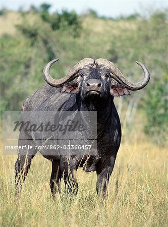 A Cape buffalo sniffs the air on the Masai Mara plains. .