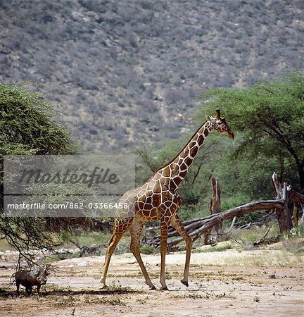 Une girafe réticulée (Giraffa reticulata) traverse un lit de la rivière saisonnière dans la réserve nationale du Kenya du Nord Samburu tel qu'un phacochère est dans l'ombre d'un arbre épineux.Ceux-ci finement marquée girafes se trouvent seulement dans le nord du Kenya et de Somalie où ils sont maintenant extrêmement vulnérables. . Une girafe réticulée (Giraffa reticulata) traverse un lit de la rivière saisonnière dans la réserve nationale du Kenya du Nord Samburu tel qu'un phacochère est dans l'ombre d'un arbre épineux.Ceux-ci finement marquée girafes se trouvent seulement dans le nord du Kenya et de Somalie où ils sont maintenant extrêmement vulnérables. .