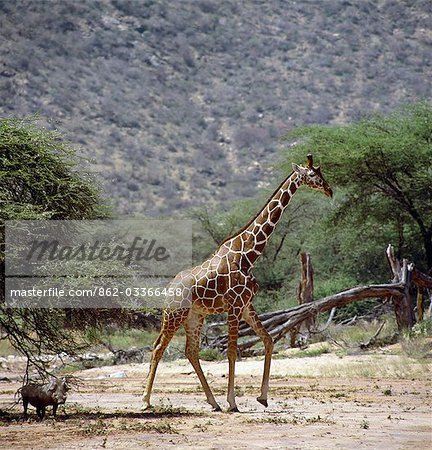 Eine Schaumfilter Giraffe (Giraffa Reticulata) überquert eine saisonale Flussbett in der Samburu National Reserve von Nordkenia wie ein Warzenschwein im Schatten eines Baumes Dorn steht.Diese fein gekennzeichneten Giraffen sind nur gefunden in Nordkenia und Somalia, wo sie jetzt extrem anfällig sind. .