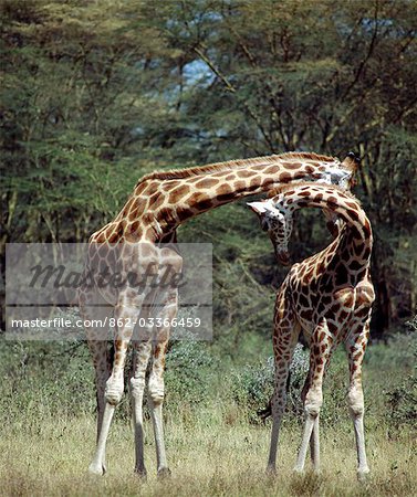 Two Rothschild giraffes 'neck' in Lake Nakuru National Park. Necking is a contest of strength and dominance undertaken by adult males or young giraffes,which stand shoulder to shoulder and aim arching blows to each other's head. .