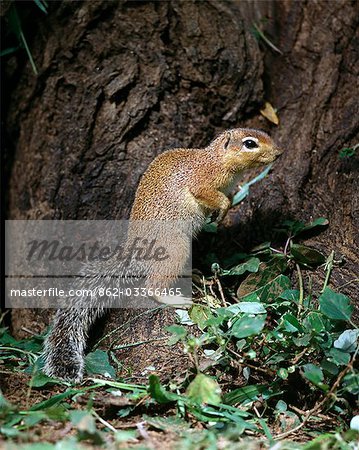 An unstriped ground squirrel.Unlike other members of the squirrel family,ground squirrels rarely climb trees. They frequently stand upright to get a better view of their surroundings. . An unstriped ground squirrel.Unlike other members of the squirrel family,ground squirrels rarely climb trees. They frequently stand upright to get a better view of their surroundings. .