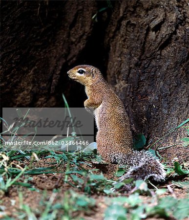 Un spermophile unstriped.Contrairement aux autres membres de la famille des écureuils, spermophiles rarement grimper aux arbres. Ils souvent debout pour obtenir une meilleure vue de leur environnement. . Un spermophile unstriped.Contrairement aux autres membres de la famille des écureuils, spermophiles rarement grimper aux arbres. Ils souvent debout pour obtenir une meilleure vue de leur environnement. .