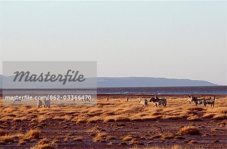 A mixed herd of zebra and topi graze on the grassy shore of Lake Turkana at Koobi Fora