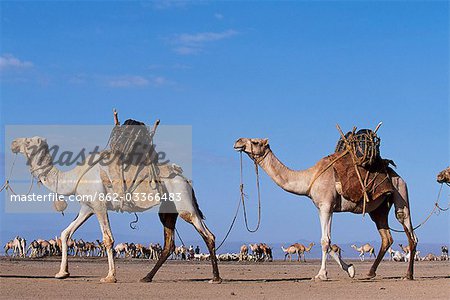 Kamele gehören die Gabbra mit Wasserträger geladen und mit einander in ein Kamel Zug-Konzept auf ein Wasserloch am Rande der Chalbi Wüste verbunden. Die Gabbra sind ein kuschitischen Stamm der nomadischen Hirten mit ihren Herden von Kamelen und Ziegen um die Franse der Chalbi Wüste Leben.