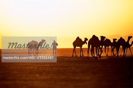 A Gabbra herdsman drives his camels across the Chalbi Desert at sunset. The Gabbra are a Cushitic tribe of nomadic pastoralists living with their herds of camels and goats around the fringe of the Chalbi Desert.