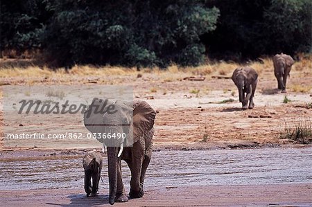 Kenya,Samburu,Buffalo Springs Reserve. A herd of elephants (Loxodonta africana) drink from the Ewaso Nyiro River which separates the Samburu Reserve from the Buffalo Springs Reserve.