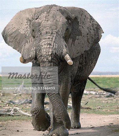 Un taureau éléphant incrustée dans la boue émerge d'un marais au Parc National d'Amboseli. Éléphants consomment l'équivalent d'environ 5 % de leur poids corporel (c'est à dire jusqu'à 300 kg) dans les vingt-quatre heures.