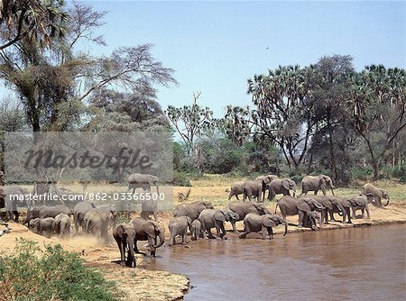 A herd of elephants drinks from the Uaso Nyiro River in the Samburu National Game Reserve. By taking regular mud or dust baths to keep away flies and other biting insects,elephants take on the soil colour of their own habitats.