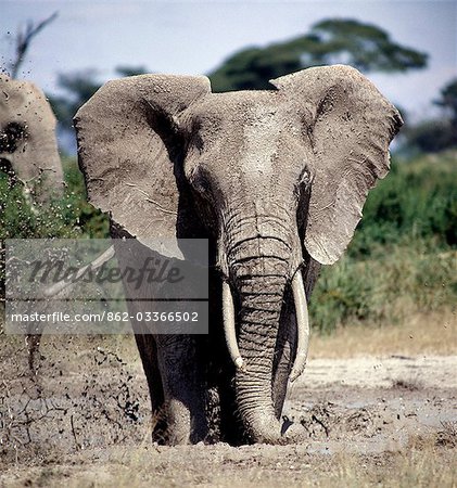 Un éléphant prend un bain de boue dans le Parc National d'Amboseli. En prenant des bains de boue ou poussière régulier pour garder loin mouches et autres insectes piqueurs, éléphants prennent la couleur du sol, de leur propre habitat.