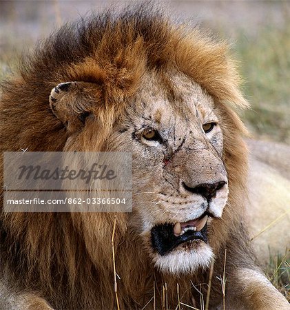 Un lion à crinière fin.Les lions mâles adultes pèsent jusqu'à 500 lb. Elles commencent à croître manes à l'âge de dix-huit mois, qui ne se développeront pas entièrement jusqu'à l'âge de cinq ou six ans.