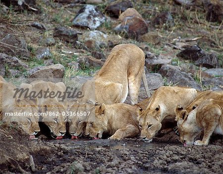 Une fierté de lions boit à une boueuse dans la réserve du Masai Mara. Une fierté de lions boit à une boueuse dans la réserve du Masai Mara.