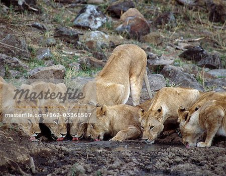 Une fierté de lions boit à une boueuse dans la réserve du Masai Mara.