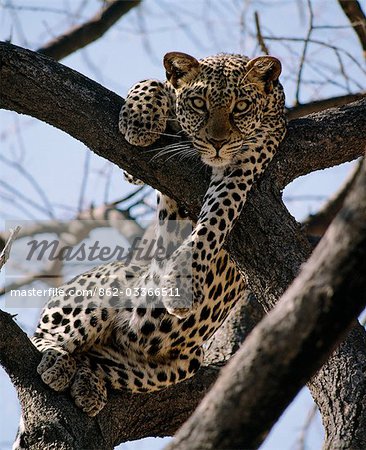 A leopard rests in the fork of an Acacia tortilis tree in Samburu National Game Reserve.