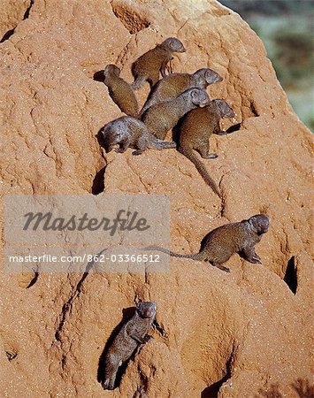 A pack of dwarf mongooses on a termite mound,which serves as their den.The dwarf mongoose is the smallest African carnivore and lives in packs of up to twenty individuals with a dominant breeding pair in each pack. Their colouring is very varied,ranging from tan to dark brown. A pack of dwarf mongooses on a termite mound,which serves as their den.The dwarf mongoose is the smallest African carnivore and lives in packs of up to twenty individuals with a dominant breeding pair in each pack. Their colouring is very varied,ranging from tan to dark brown.