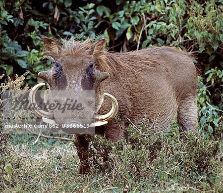 A male warthog in Lake Nakuru National Park.