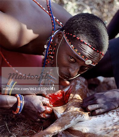 A Samburu warrior drinks blood straight from the fold of skin cut in a goat's neck.During every Samburu ceremony,livestock is slaughtered and meat is roasted over wood fires. Warriors will never eat meat in the presence of married women.
