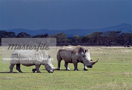 Zwei weiße Nashörner grasen in den Lake Nakuru Nationalpark unter einem Himmel bedrohlich. Rot-Madenhacker klammert sich an den Hals eines der Nashörner.Weiße Nashörner sind fast das doppelte Gewicht des schwarzen Nashörner und mehr fügsam. Sie sind Lesetag statt Browser, so dass sie nicht um Nahrung mit schwarzen Nashörner konkurrieren.