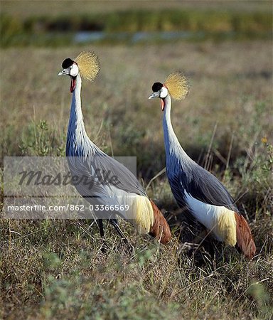 Two crowned cranes (Balearica regulorum) in Masai Mara.This attractive and stately bird is Uganda's national emblem. Two crowned cranes (Balearica regulorum) in Masai Mara.This attractive and stately bird is Uganda's national emblem.