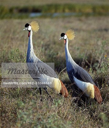 Two crowned cranes (Balearica regulorum) in Masai Mara.This attractive and stately bird is Uganda's national emblem.