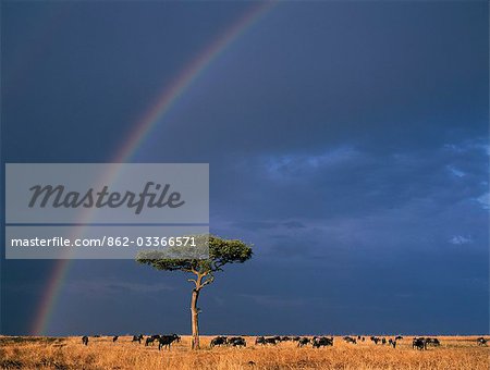 Un arc-en-ciel dans le Masai Mara avec gnus barbe blanche ou les gnous, les plaines herbeuses sèches de pâturage.
