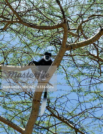 Un singe colobe dans un écorce jaune arbre à fièvre (Acacia xanthophloea) dans le Parc National du lac Nakuru.