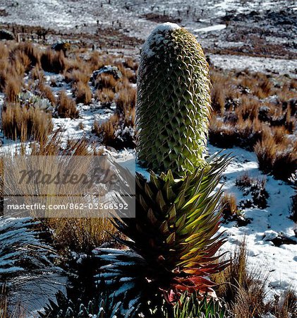 Un lobelia (Lobelia deckenii spp keniensis) s'épanouit dans la neige sur les pentes du mont Kenya (17 058 pieds). La gamme de cette sous-espèce est limitée pour les haut des pentes du mont Kenya, plus de 10 500 pieds.