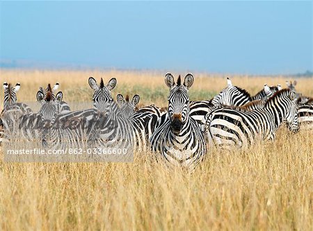 Un troupeau de Burchell ou zèbre commun dans les plaines herbeuses du Masai Mara Game Reserve. Plusieurs mille zèbres accompagnent gnous ou gnu barbe blanche pendant la migration annuelle de la Serengeti Parc National du Nord de la Tanzanie à Masai Mara vers la fin de juillet.