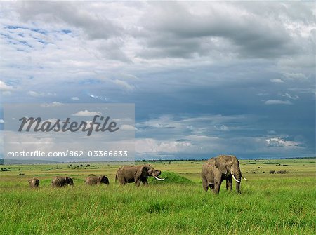 Éléphants dans le Masai Mara Game Reserve, Kenya