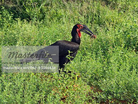 A ground hornbill carrying its prey in its large bill,Tsavo West National Park,Kenya