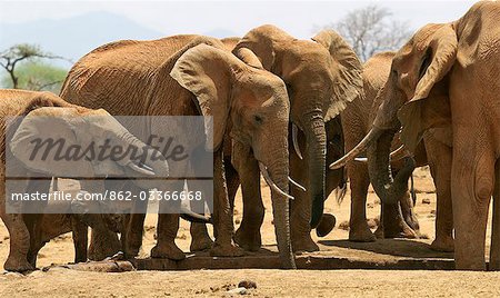 Eine Herde von Elefanten trinken an einem Wasserloch im Tsavo West Nationalpark, Kenia
