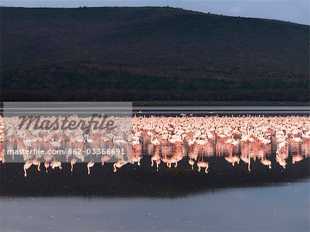 Flamants se nourrissent des algues sur le rivage du lac Nakuru, un lac alcalin de la vallée du Grand Rift, au Kenya