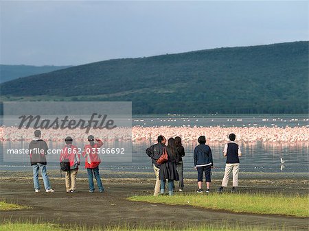 Tourists watch and photograph Lesser flamingos on the shoreline of Lake Nakuru,Kenya Tourists watch and photograph Lesser flamingos on the shoreline of Lake Nakuru,Kenya