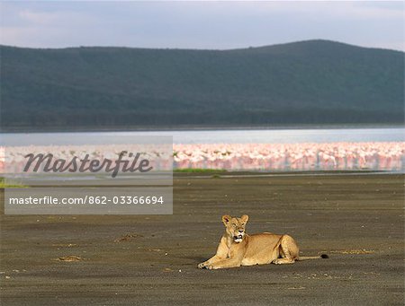 Eine Löwin liegt am Ufer des Lake Nakuru mit Tausenden von geringerem Flamingos hinter ihr, Kenia