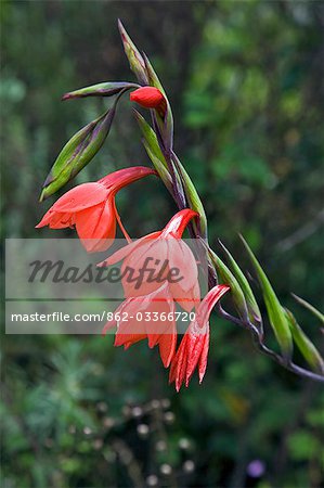 Kenya,Kenya Highlands. A wild gladiolus (Gladiolus watsonioides) growing at over 10,000 feet above sea level on the moorlands of the Aberdare Mountains.