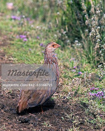 Kenya,Kenya Highlands. A Jackson's Francolin (Francolinus jacksoni),a mountain forest bird confined to Kenya,photographed at over 10,000 feet above sea level on the Aberdare Mountains.