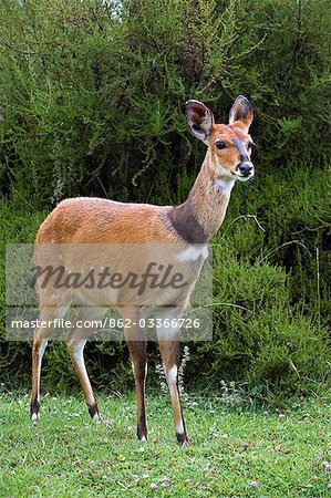 Kenya,Kenya Highlands. A female bushbuck (Tragelaphus scriptus) at over 10,000 feet above sea level on the Aberdare Mountains.