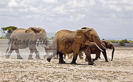 Parc National d'Amboseli au Kenya, Amboseli. Un troupeau d'éléphants (Loxodonta africana) se déplace rapidement à travers les zones dégagées à Amboseli.