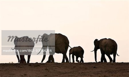 Parc National d'Amboseli au Kenya, Amboseli. Éléphants (Loxodonta africana) silhouettés sur l'horizon, lorsqu'ils se déplacent hors de la zone de marais d'Amboseli au crépuscule.