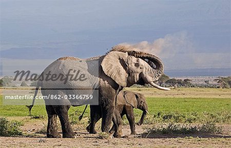 Parc National d'Amboseli au Kenya, Amboseli. Un éléphant (Loxodonta africana) dépoussiérage lui-même sur le bord de la zone de marais Amboseli.