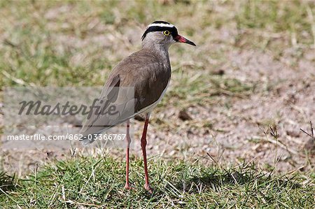 Kenia, Amboseli, Amboseli-Nationalpark. Eine gekrönte Regenpfeifer (Vanellus Coronatus).