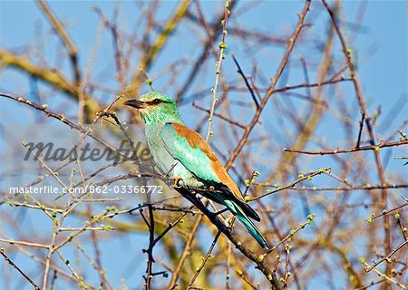Kenya,Tsavo East National Park. An European Roller (Coracias garrulous),a common Palearctic visitor in East Africa from October to April. Kenya,Tsavo East National Park. An European Roller (Coracias garrulous),a common Palearctic visitor in East Africa from October to April.