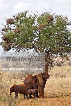 Kenya,Tsavo West National Park. A cow elephant rubs herself on the trunk of a tree in Tsavo West National Park while her offspring stand nearby. The red hue of their thick skin is the result of them dusting themselves with the distinctive red soil of the area.